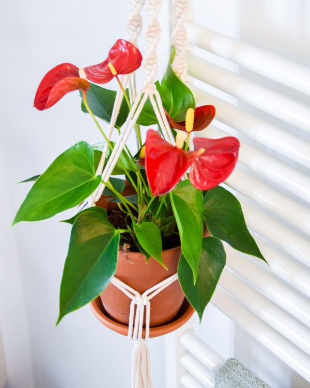 Die schönsten Pflanzenampeln