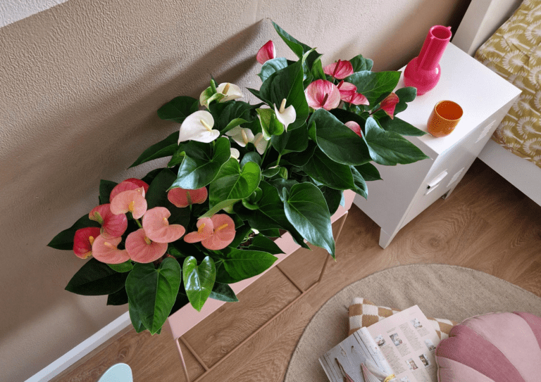 DIY Amanda präsentiert die Anthurie im außergewöhnlichen Übertopf