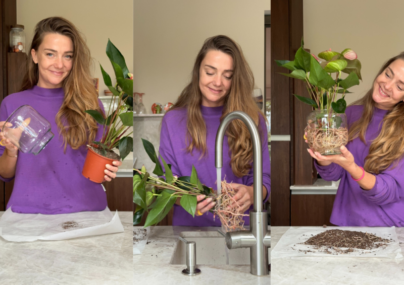 Anthurienpflanze in Wasser