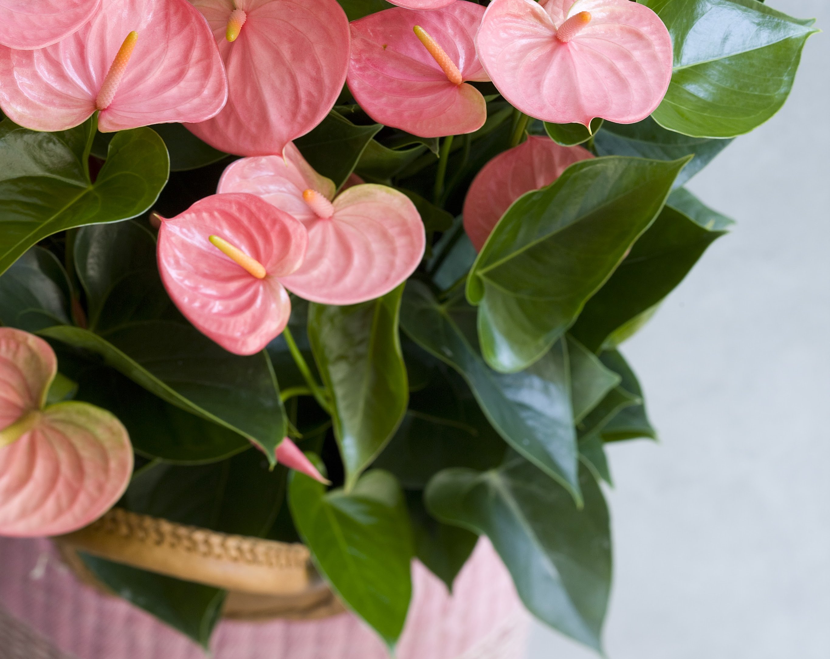 what to do if the leaves of your anthurium become discoloured