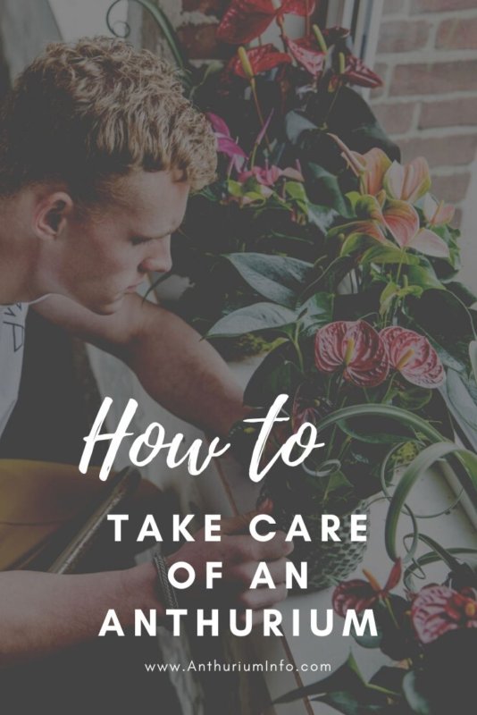 Anthurium plant care