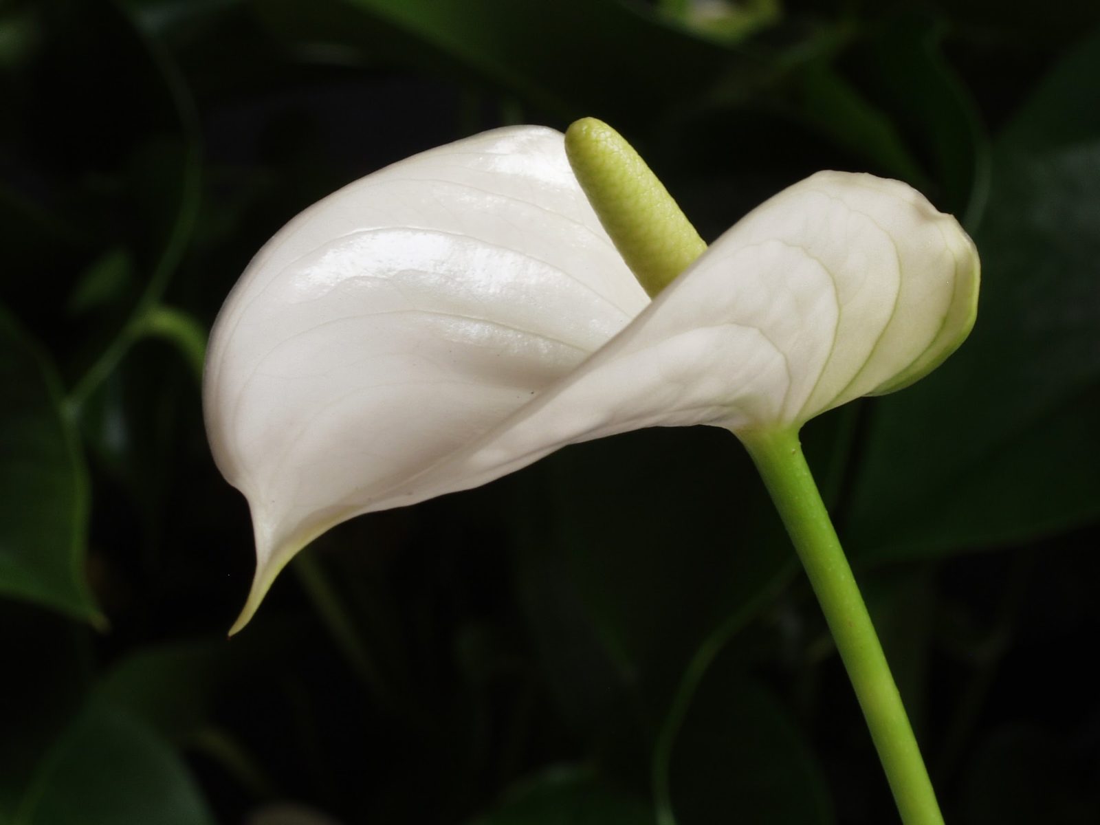 How to prune an Anthurium pot plant a few tips