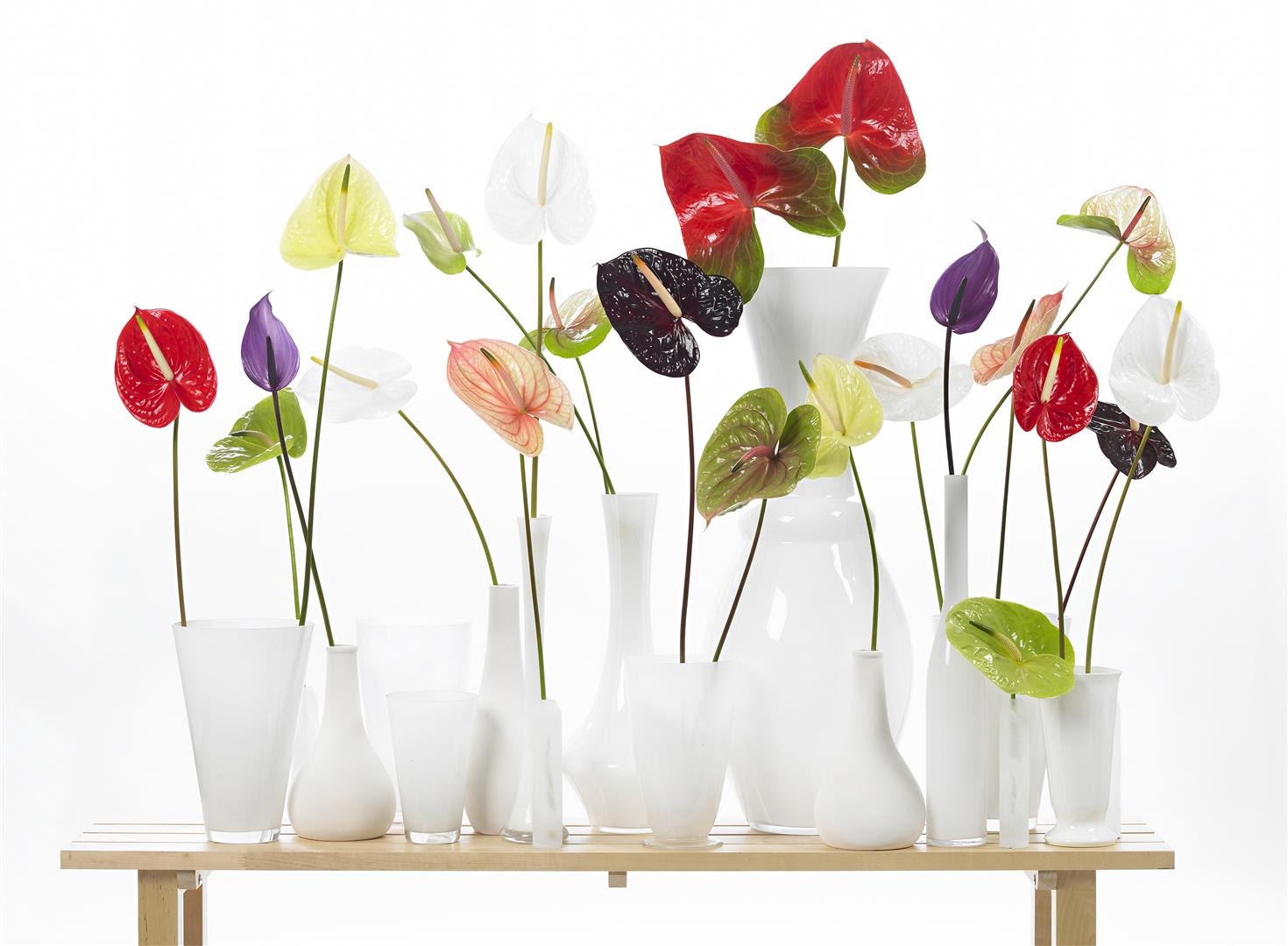 DIY spray paint Anthurium flowers