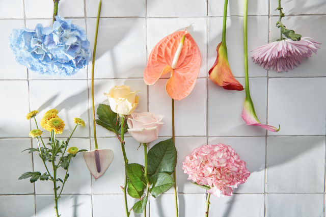 Anthurium_Plants_care_flowers_falmingoflower_flamingo_flamingoplant ...