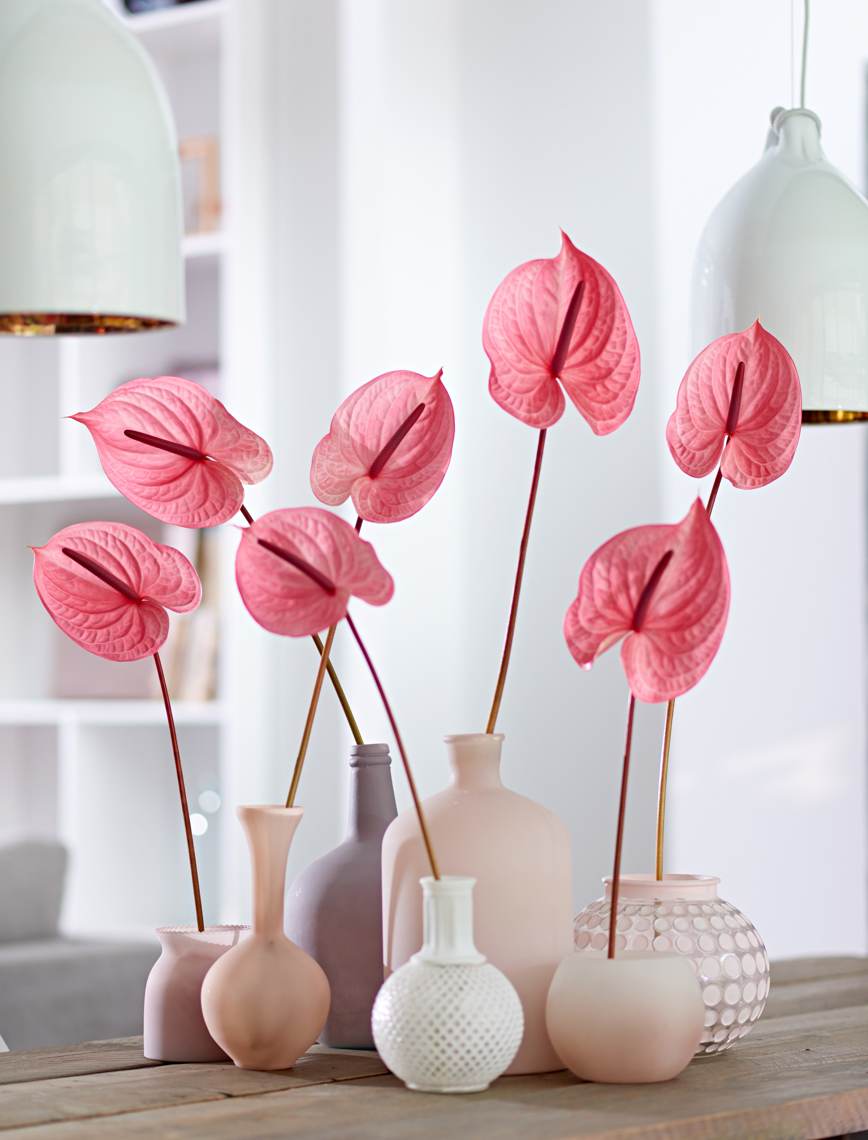 The nicest trends all in a - Anthurium English