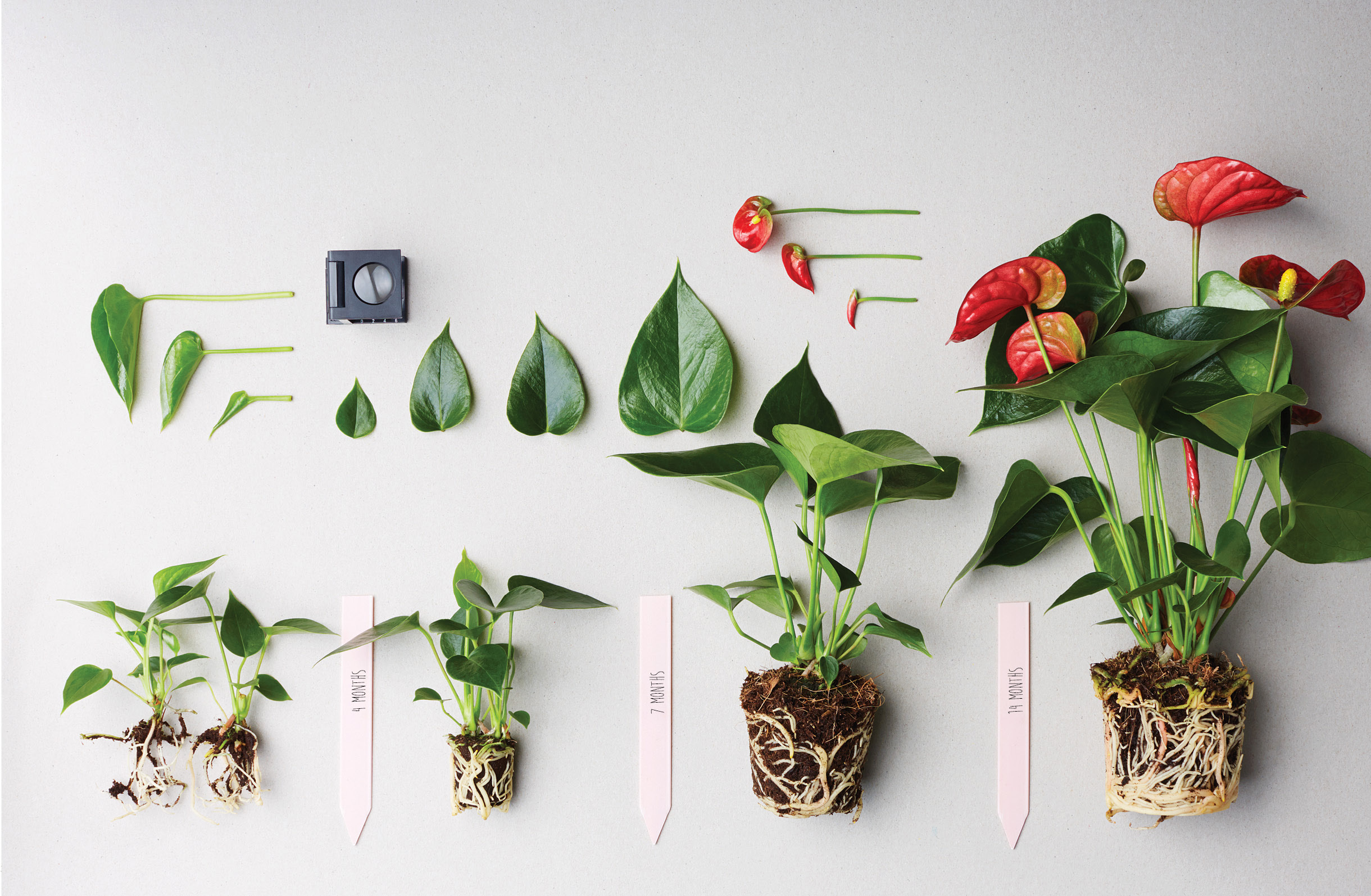 How to prune an Anthurium pot plant a few tips