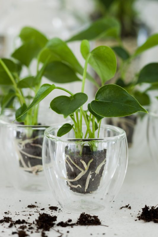 How to propagate Anthuriums by cuttings?