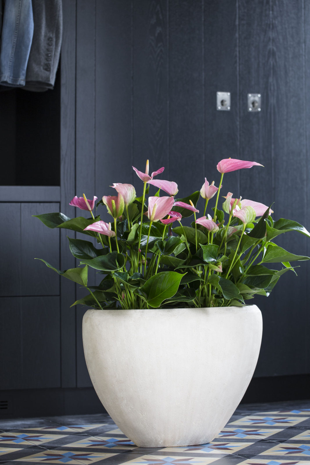 6 distinctive plant pots for your Anthurium plant Anthurium English