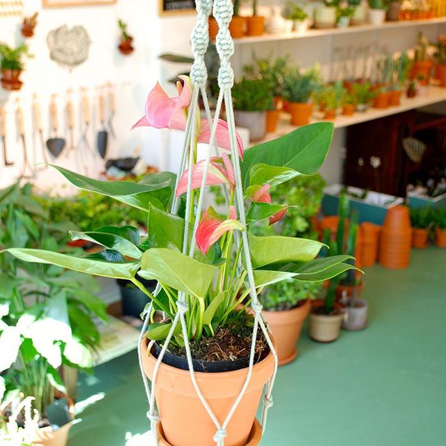Good-bye Christmas tree, hello Anthurium pot plant!