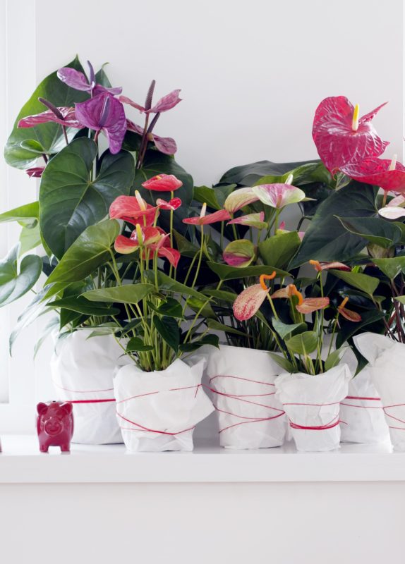 Home decorating tips: how to use anthurium plants