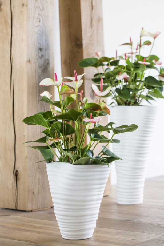 Five interesting facts about the anthurium