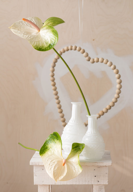4 reasons why the anthurium makes the ultimate flower or plant for Valentine's Day