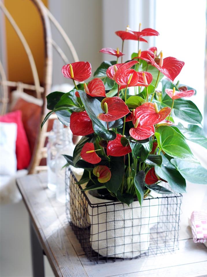 Anthurium Info (1) - Anthurium English