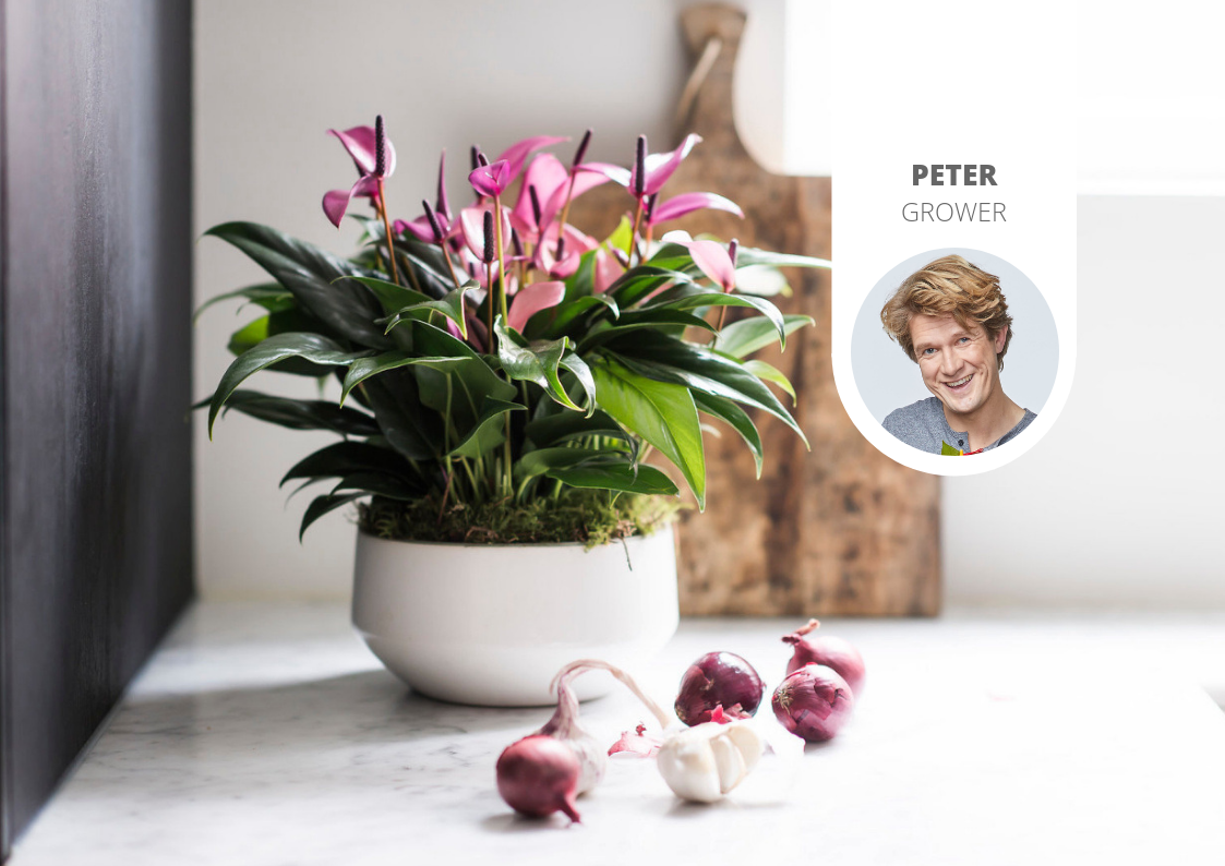 anthurium plant fertilizer