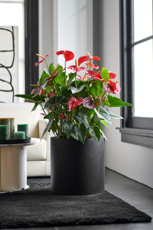 Good-bye Christmas tree, hello Anthurium pot plant!