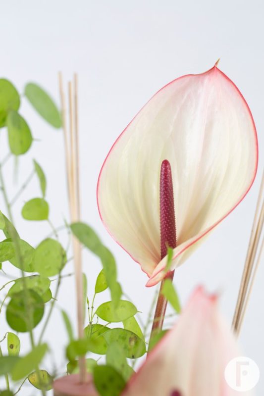 Anthurium bouquet in frame of wooden discs