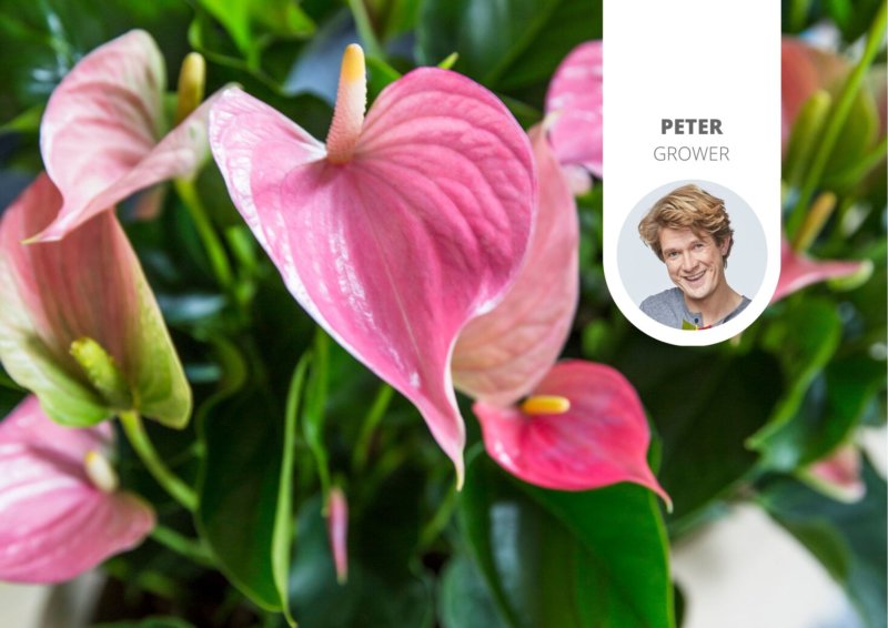 How to make plants bloom again? Anthurium English