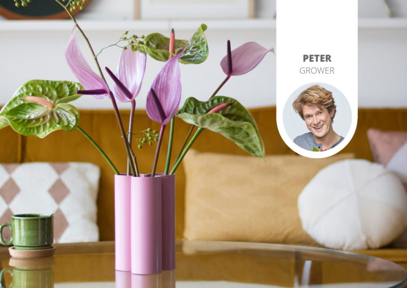 How do plants absorb water? Anthurium English