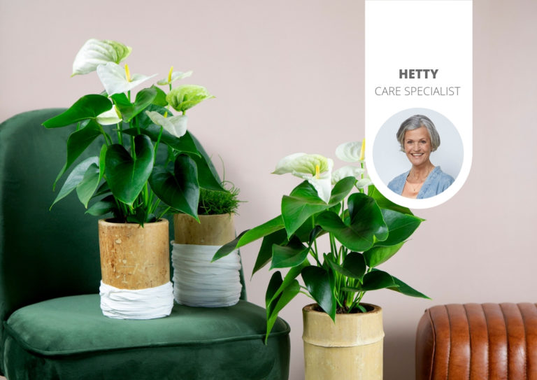 6 distinctive plant pots for your Anthurium plant Anthurium English