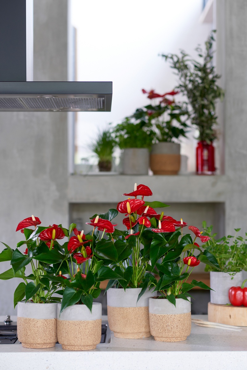 Anthuriums add colour to any kitchen