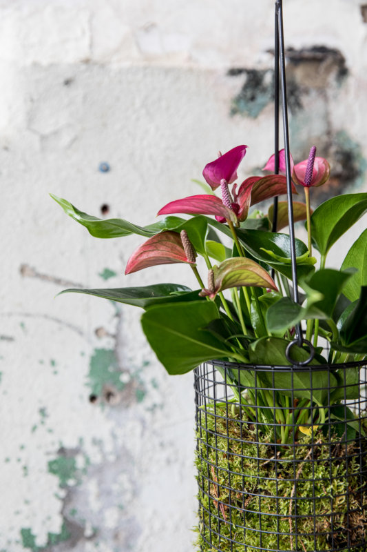 4 original ways to make a plant a special gift