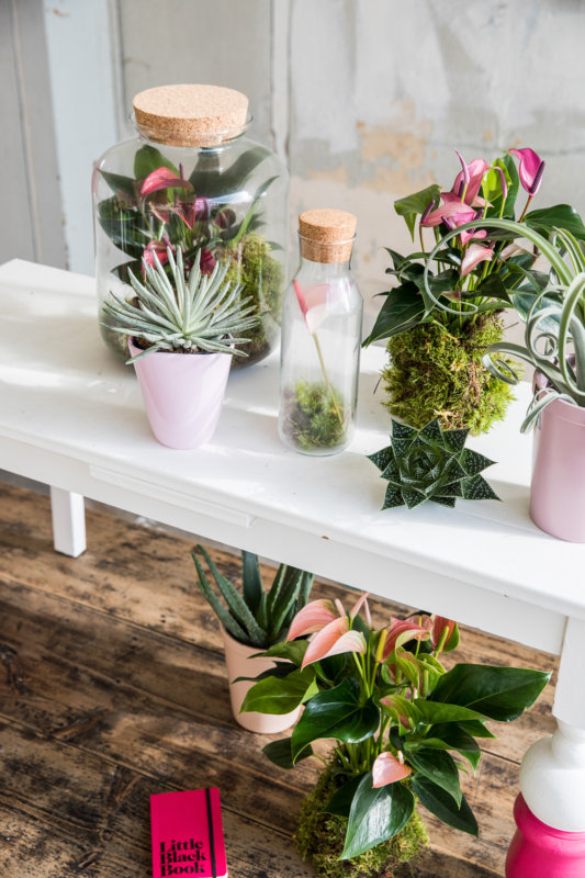 4 original ways to make a plant a special gift