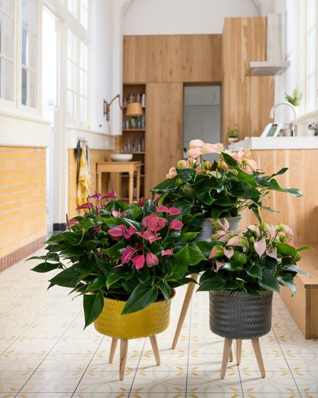 The positive effects of plants