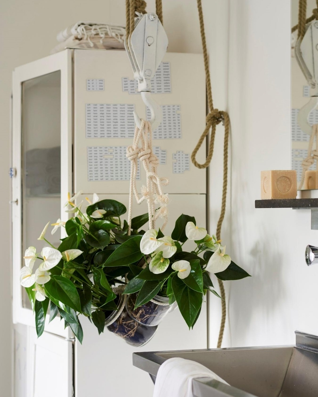 4 ways to style your home with mini Anthuriums