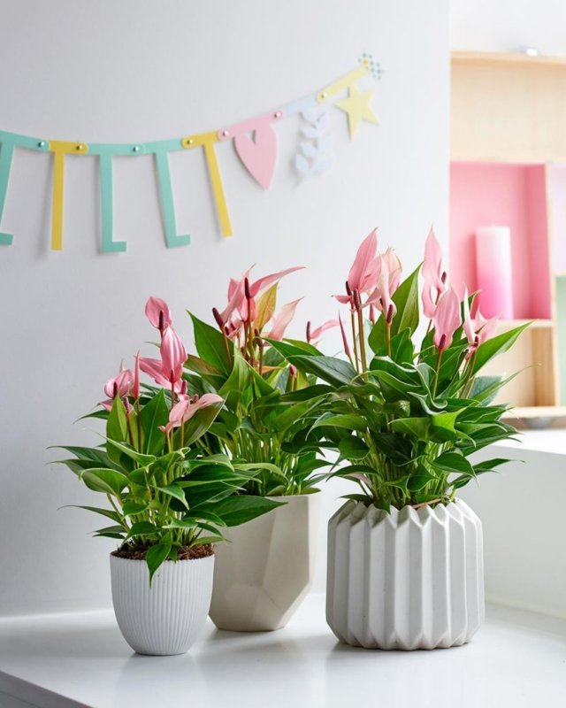 4 ways to style your home with mini Anthuriums