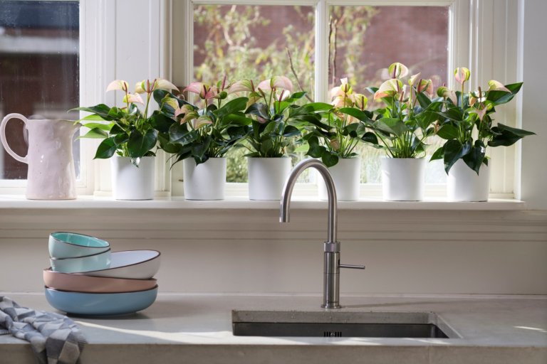 How to prune an Anthurium pot plant a few tips