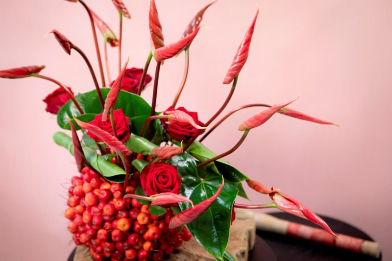 Here are the newest Anthurium plants and flowers