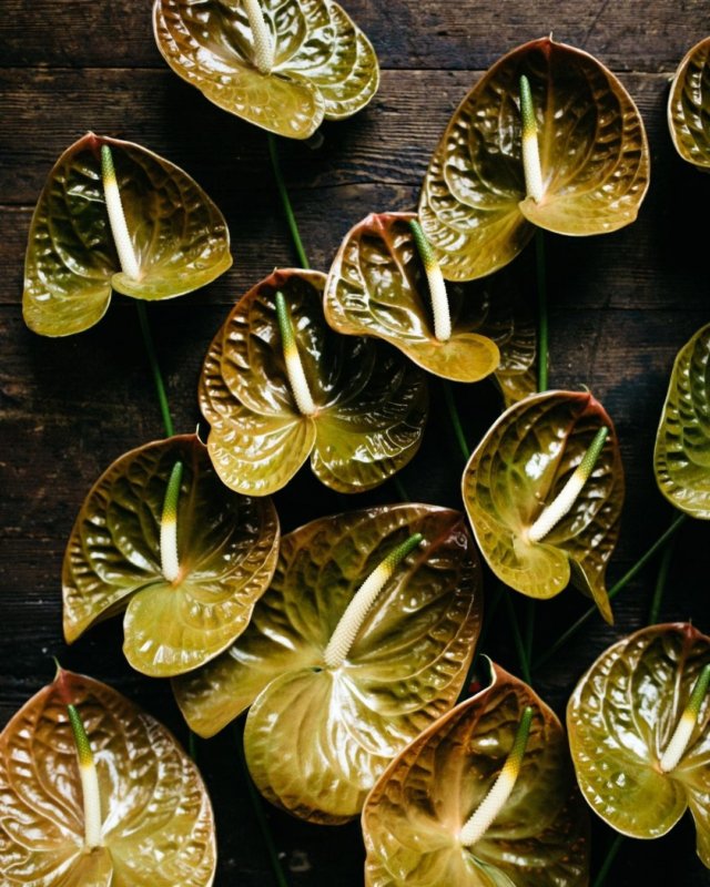 Here are the newest Anthurium plants and flowers