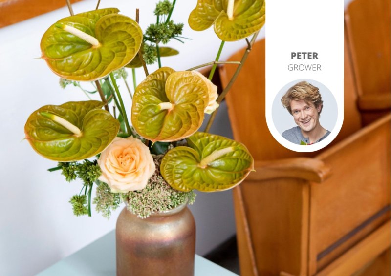 Here are the newest Anthurium plants and flowers