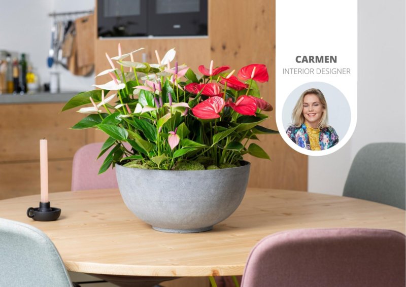 Handy houseplant hacks via TikTok