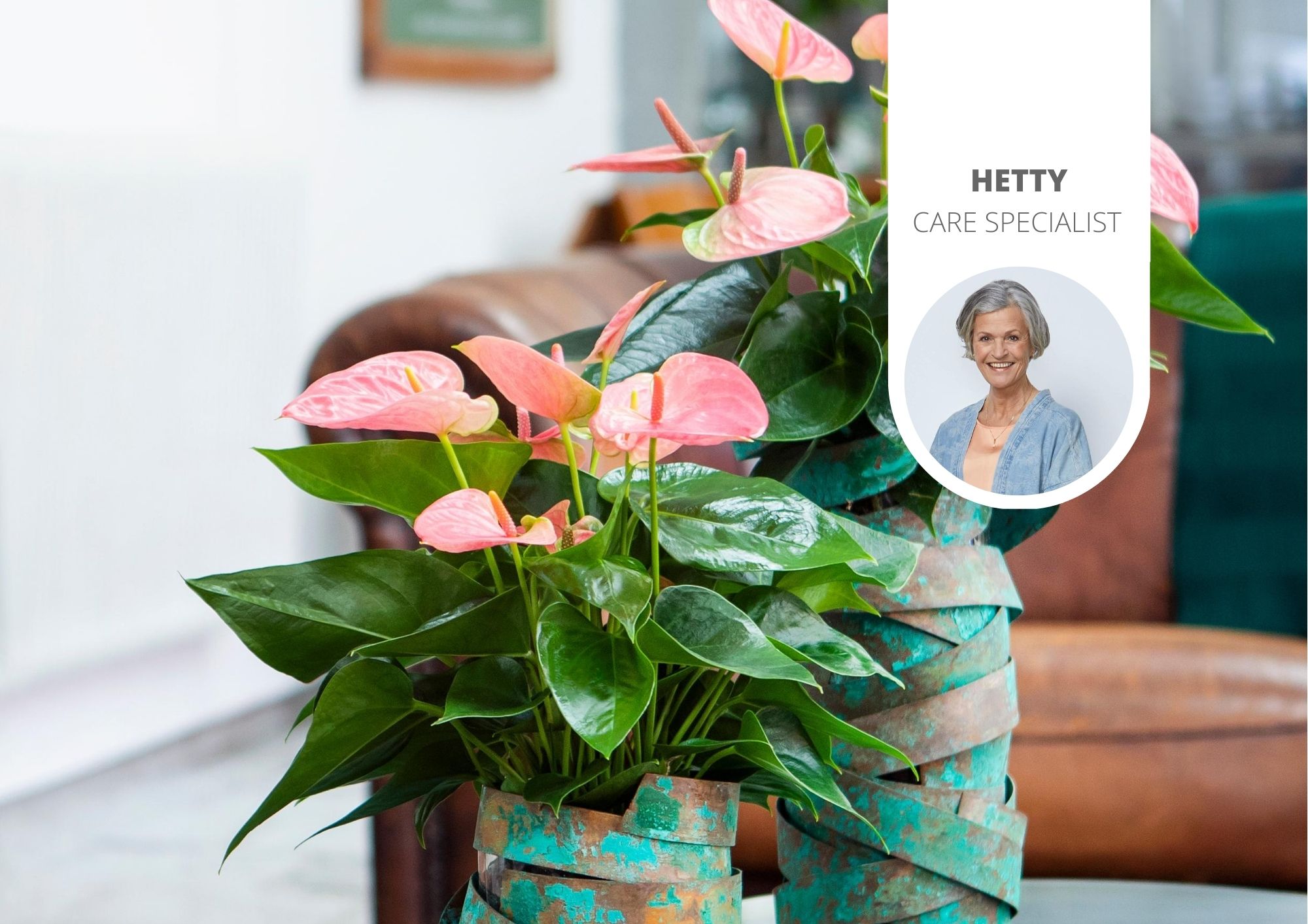 When you bring a new plant home Anthurium English