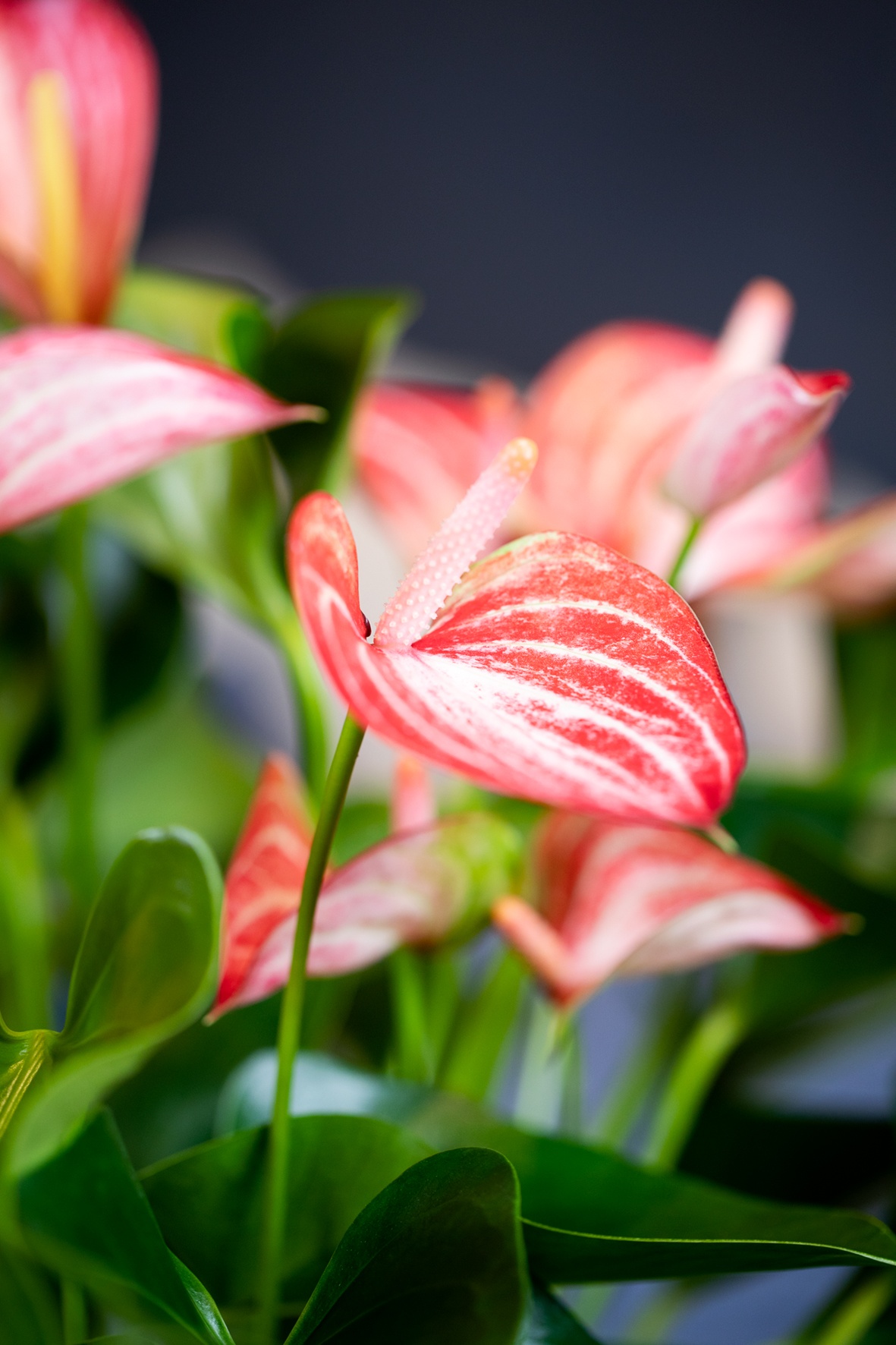 Anthuriums: air purifying & long lasting
