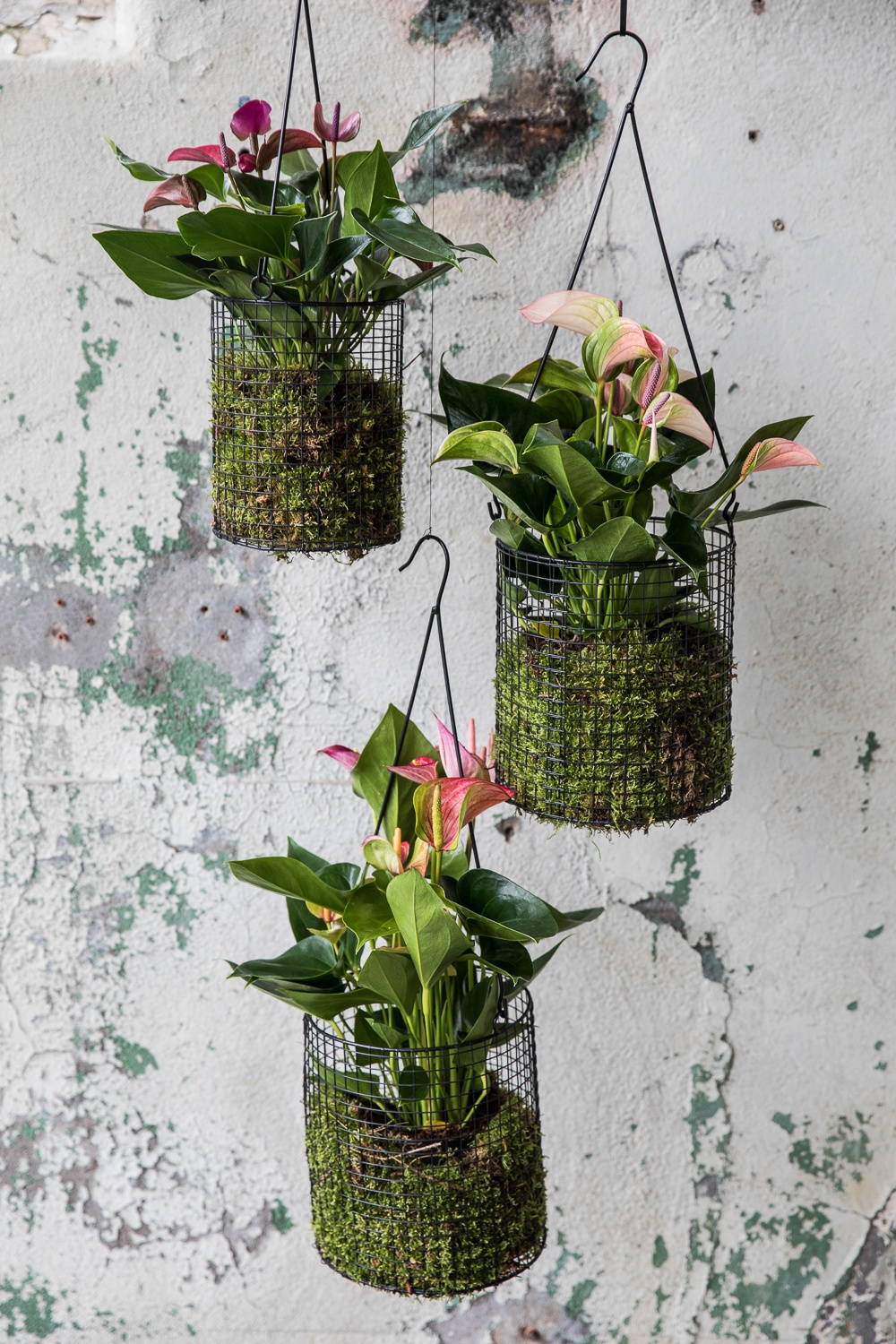 The most beautiful plant hangers to display your plants
