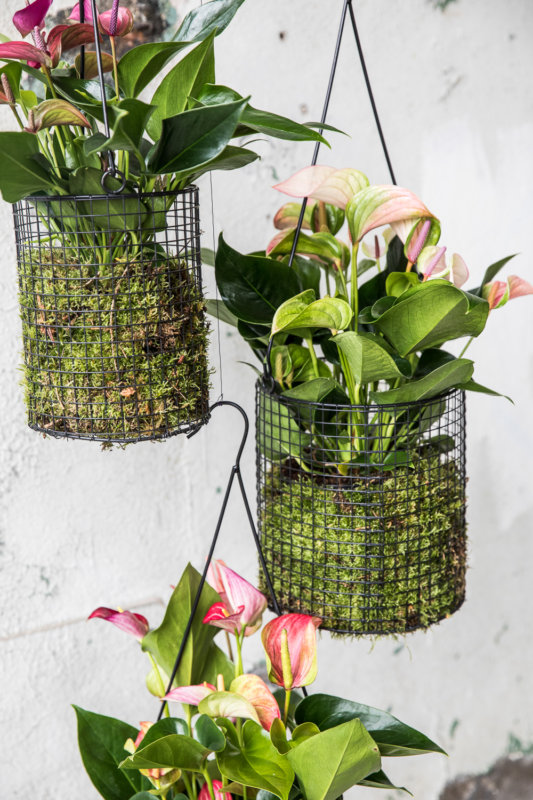 The most beautiful plant hangers to display your plants