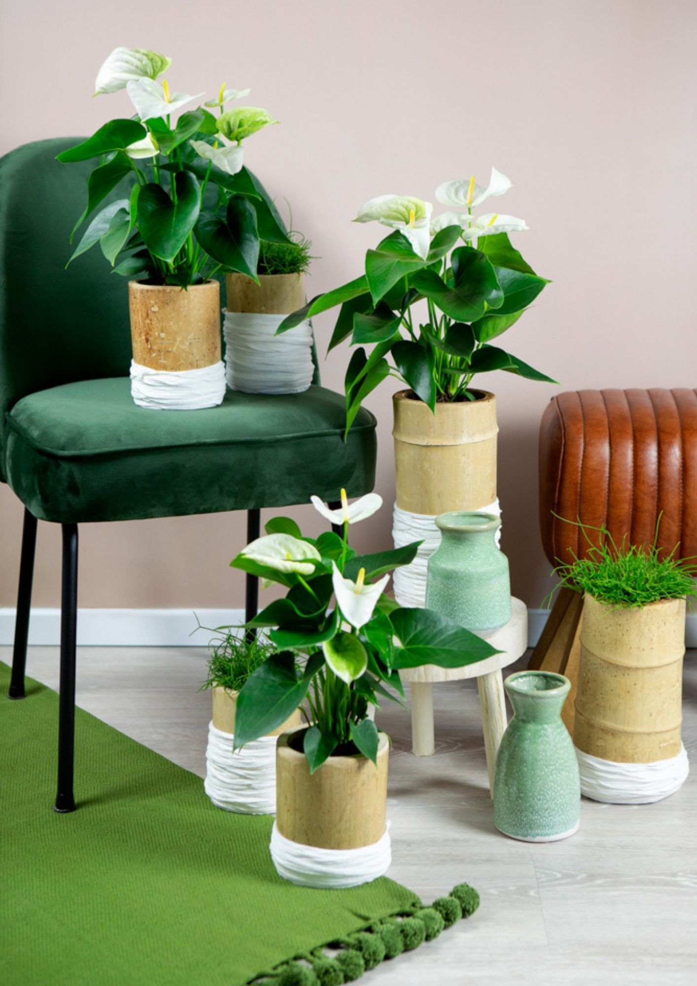 Plant Design: plants first when decorating your home