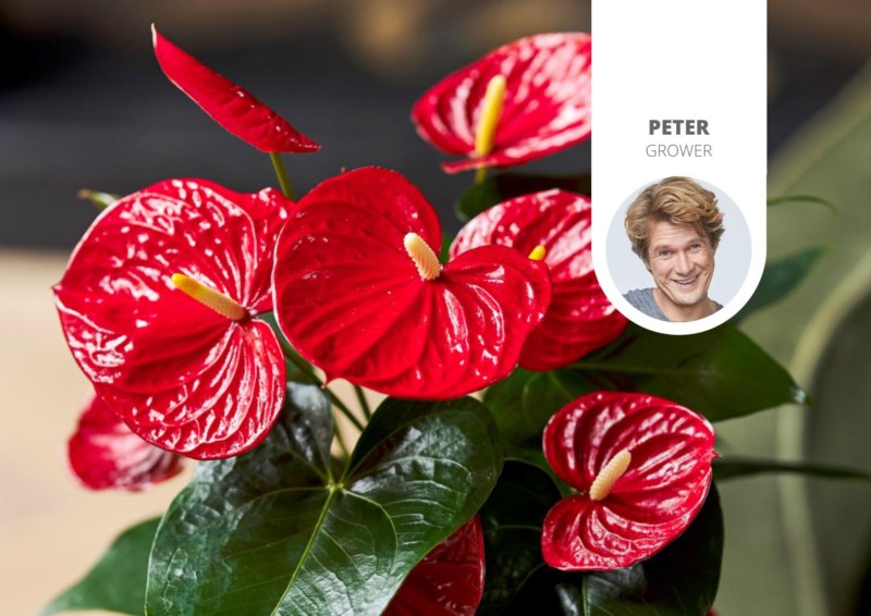 Everything you need to know about the heart-shaped Anthurium
