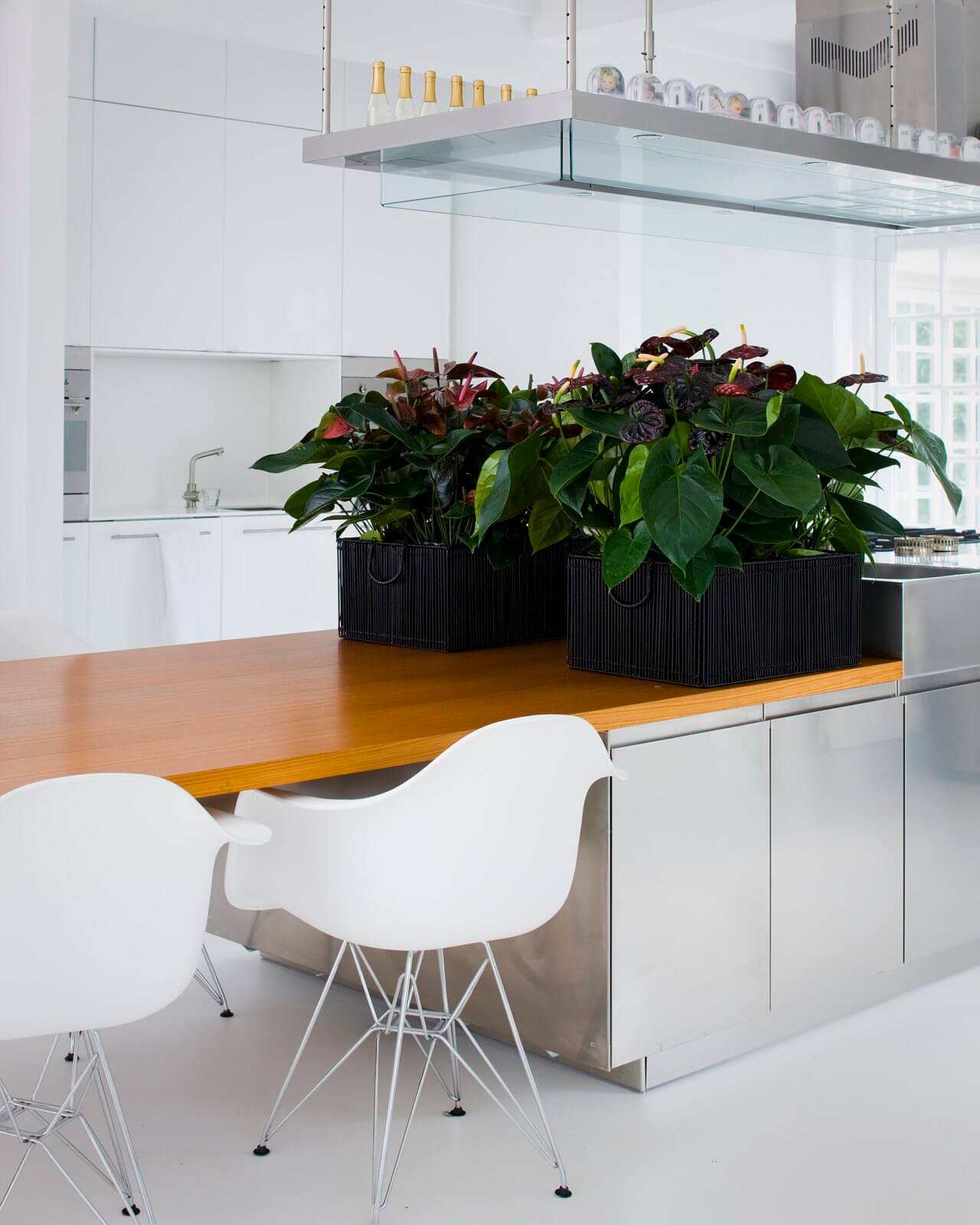 How to style large indoor plants in your interior 4 tips