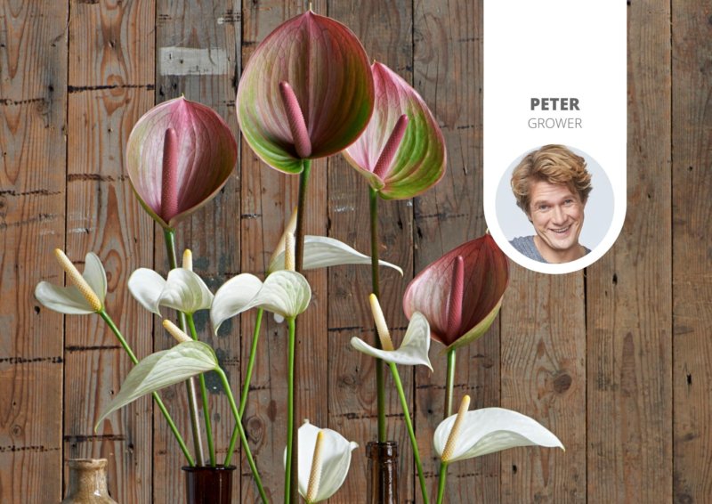 Everything you need to know about the cup-shaped Anthurium