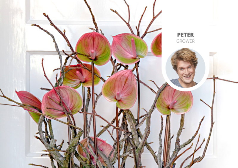 Everything you need to know about the cup-shaped Anthurium