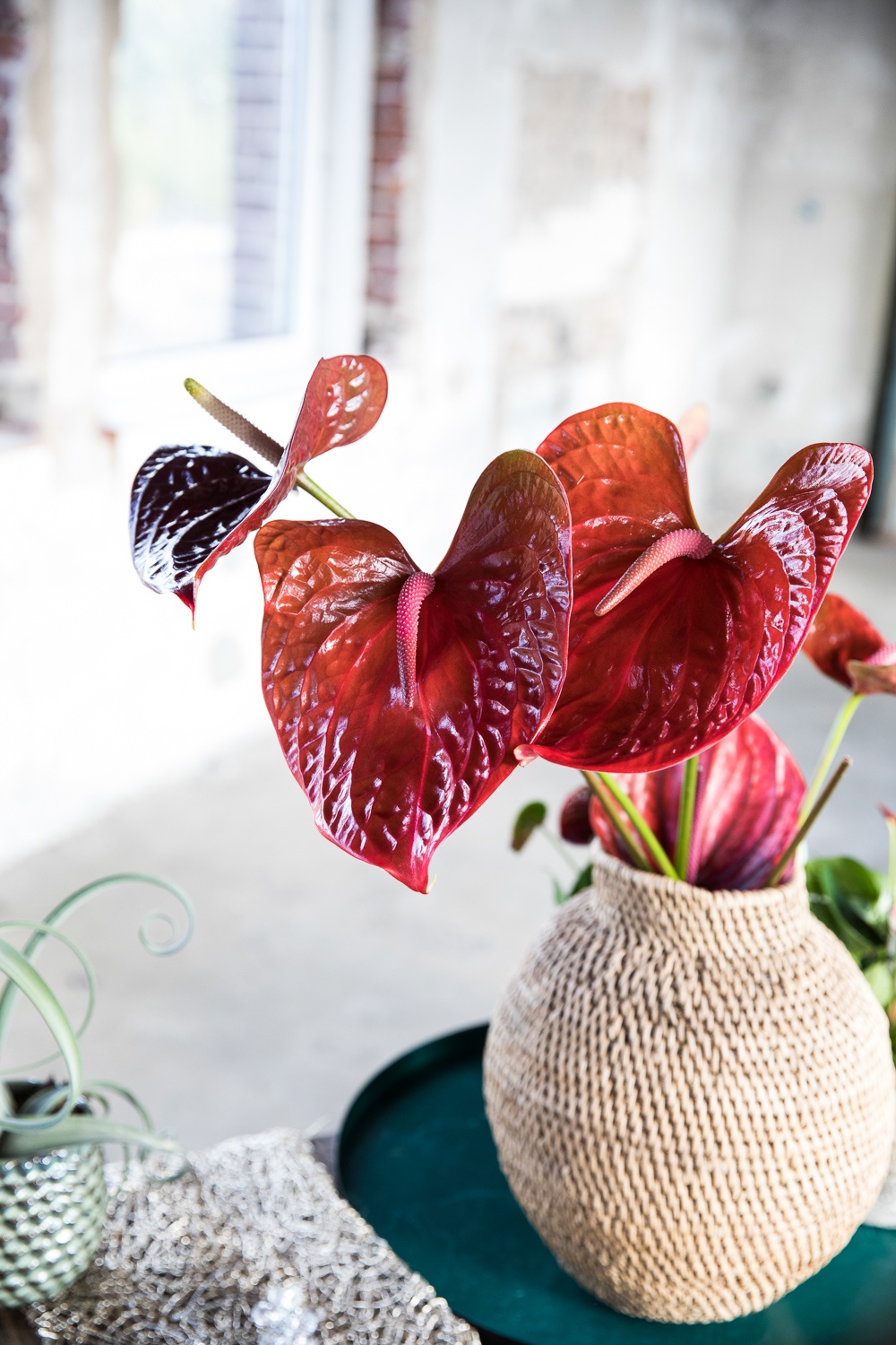 How to create an autumn interior with Anthurium flowers and plants