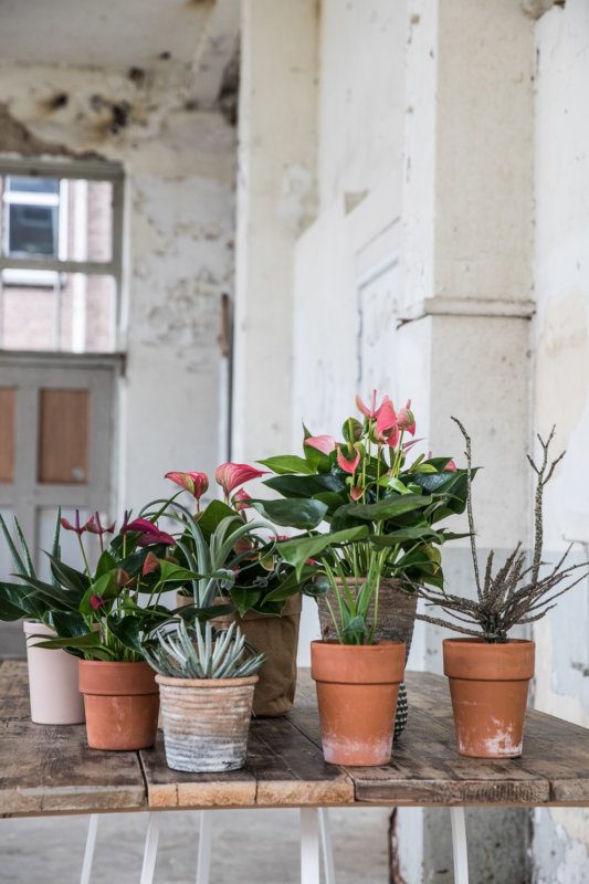 How to create an autumn interior with Anthurium flowers and plants