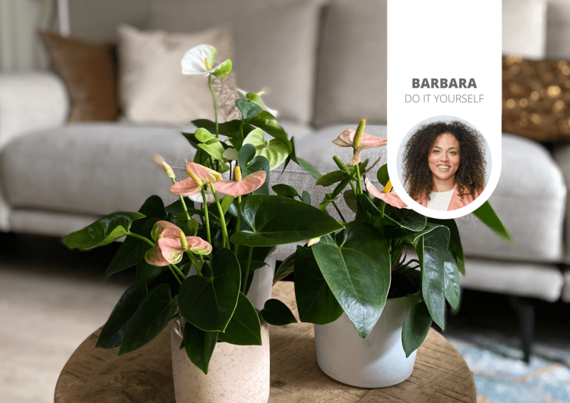 styling ideas with anthuriums