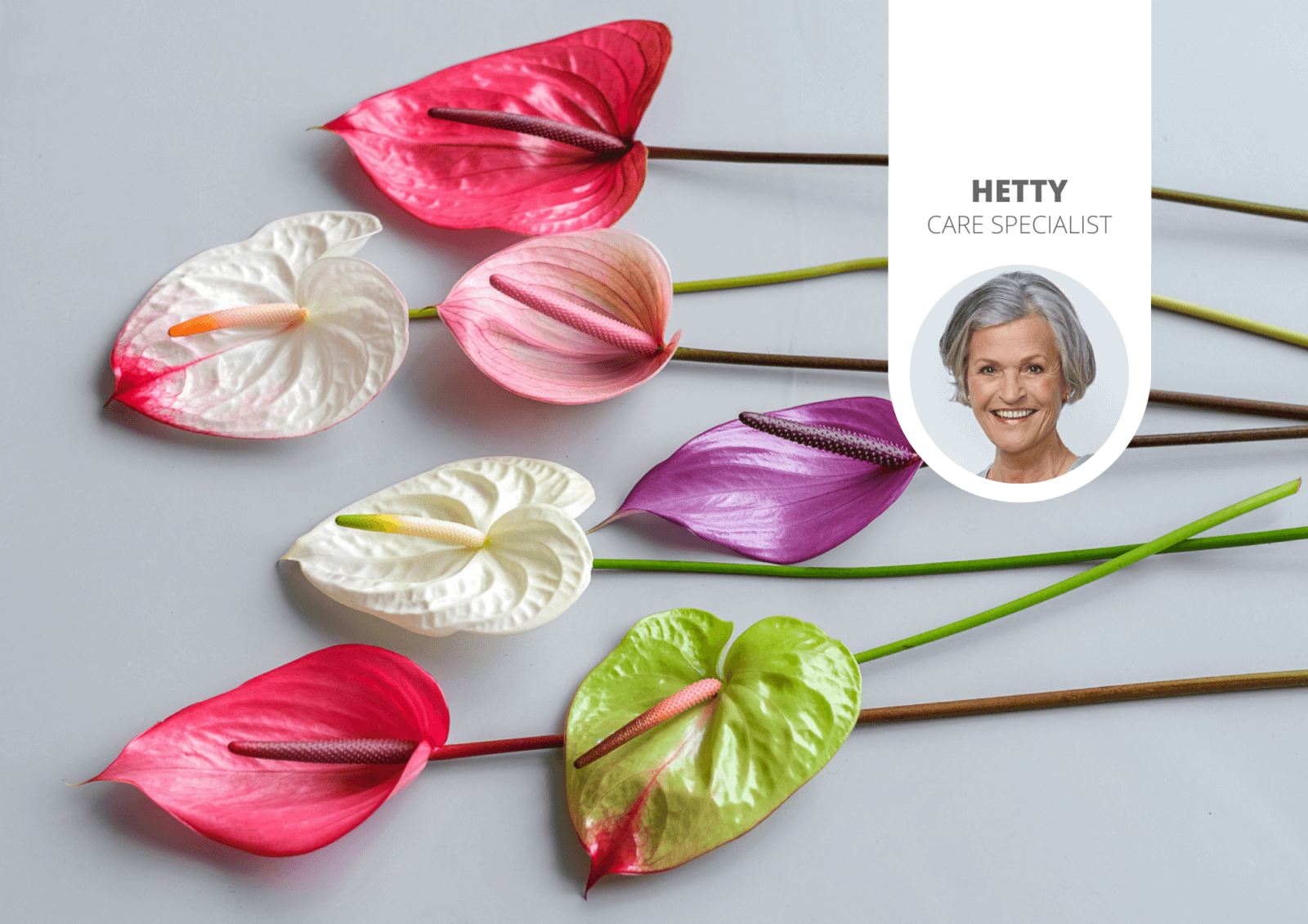 How to increase the vase life of Anthurium cut flowers