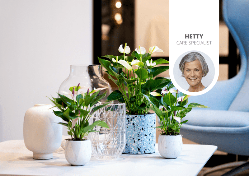 best location to place an Anthurium