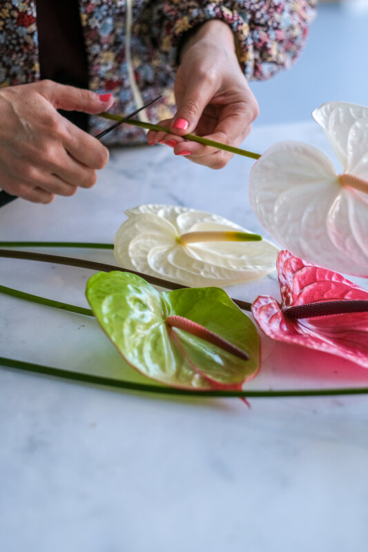 How to increase the vase life of Anthurium cut flowers