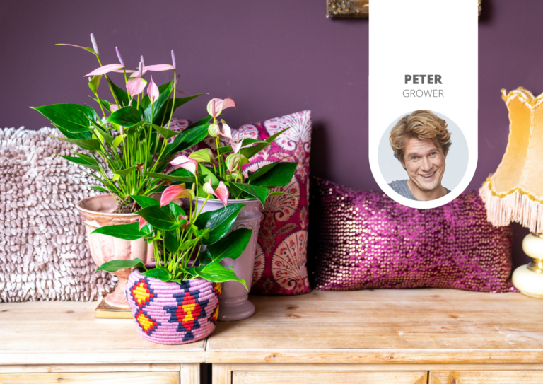 Everything you want to know about the strongest plant the Anthurium